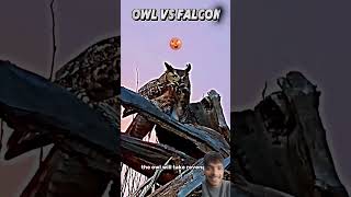 owl birds animals respect attitude automobile phonk music beats drift rrfunnyvlog123 [upl. by Arikat]