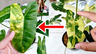 The easy way to make the leaves become giant PHILODENDRON BURLE MARX VARIEGATA [upl. by Lupee198]