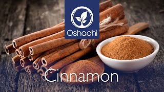 Cinnamon Cinnamomum verum and Cassia  OSHADHI plant portrait  HD [upl. by Auliffe]