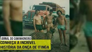 Conheça a incrível história da onça de Itinga [upl. by Gualterio]