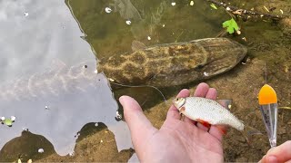 Pêche au Vif au Bouchon  Attaque à Vue Brochet et Sandre  4K [upl. by Ankney537]