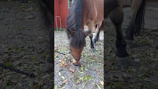 The Gotland pony Seff is eating a carrot [upl. by Radmilla642]