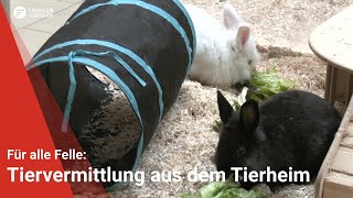 Tiervermittlung Für alle Felle vom 27092024 [upl. by Sparkie]