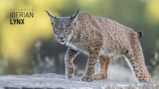 IBERIAN LYNX I KATAMOTZA [upl. by Redle]