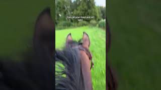 ​😂​​😂​​😂​ royalhorsemen equestrian horses [upl. by Fishback]