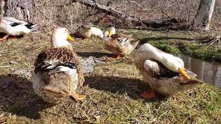 Warm Spring Morning for the Silver Appleyard Ducks [upl. by Neeleuqcaj730]