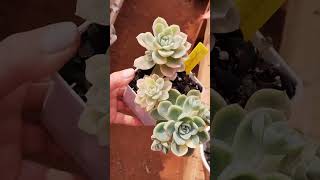 Fantome variegata 😱 succulents plantas flores suculentaslove [upl. by Gaidano]