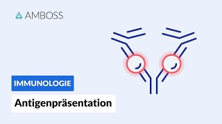 Antigenpräsentation  Biochemie  AMBOSS Video [upl. by Ila]