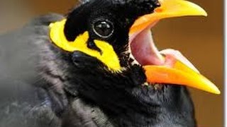 Talking Myna at Palawan Wildlife Rescue and Conservation Center Crocodile Farm [upl. by Esinej]