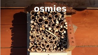 Un nichoir habité par les abeilles maçonnes  La naissance des Osmies [upl. by Adine744]