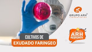 🦠Cultivos de Exudado Faringeo  ARH Responde [upl. by Tremml931]