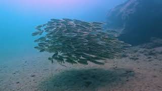 Shoal of baby striped eel catfish [upl. by Joshua]