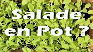 Salade en pot  Cest possible Comment planter des salades en pot how to cultivate the salad [upl. by Quartana237]