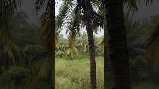 Heavy Rain 🌧️ from Nagercoil Rainy status Nature status crossplant al r bathing [upl. by Ecraep578]