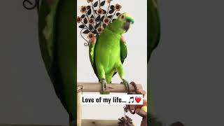 Papagaio Fred 🦜 fala bom dia e canta Love of my life [upl. by Eema]