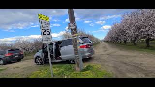 Peach and Almond Blossom at FresnoCa 0224 [upl. by Edwards452]