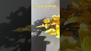 Short 39  Rotbuche  Es war einmal [upl. by Acirdna]