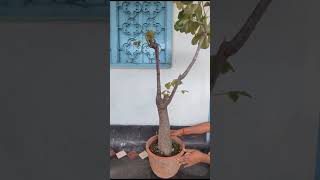 plants garden succulent bombax trending exoticvariety youtubeshorts youtubeviralvideos [upl. by Castor]