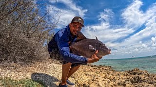 pb ocean triggerfish during a slow bite [upl. by Evangeline]