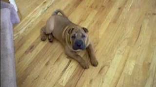 Toby the SharPei puppy at 3 months [upl. by Otreblaug877]