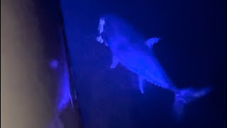 Blue Fin Tuna Jigging 2024 winter NZ Full Trip [upl. by Eellek]