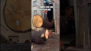 MASSIV🪵🇩🇪deutschland stihl wood woodworking holzwerken handwerk diy construction sawmil [upl. by Einnaj]