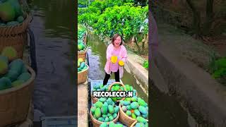 ¡Ingenioso Granjera Cosechando Mangos desde un Barco [upl. by Sturrock]