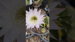 This cactus finally bloomed trichocereus cactus plants cacti garden flower [upl. by Ardle]