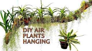 DIY Making a Stunning Airplants Hanging Display  Spanish Moss  Bromeliads  Tillandsia plants [upl. by Helali]