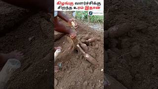 மரவள்ளி கிழங்கு விளைச்சல் அள்ளித் தரும் உரம் 🥔🍠farming potato [upl. by Virgel]