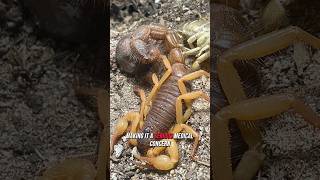 Deathstalker  the deadliest scorpion in the world 🦂 [upl. by Onavlis]