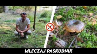 Mleczaj Paskudnik  Czy aby na pewno [upl. by Curnin938]