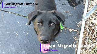 Burlington Humanes Featured Pets Aspen Magnilia amp Juniper Playful Puppies [upl. by Correy37]