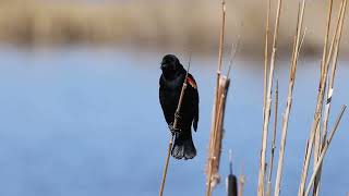 RedWinged Blackbird at Kachina Wetlands Arizona Apr 2024 [upl. by Aerdnahs]