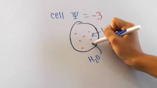 Water Potential Formula Explained [upl. by Godliman]