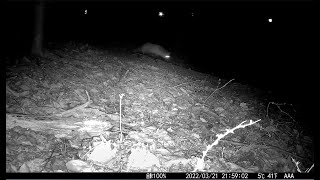 Screaming Fox–The Most Frightening Sounds In The Woods at Night–Trail Camera [upl. by Leann]