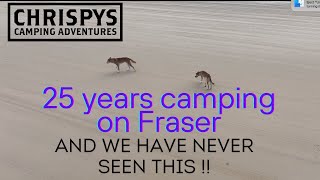 Camping on Fraser Island and this happened WHAT UNBELIEVABLE [upl. by Egap]