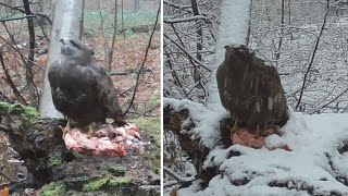 Buzzard protect food from Goshawk [upl. by Nepets]