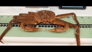 Length measurements of snow crab Chionoecetes opilio [upl. by Aicirtac]