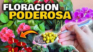 FLORACIÓN SUPREMA en 2 DÍAS Abono Casero para PLANTAS y FLORES Orquídeas Geranios Anturios [upl. by Yevad]