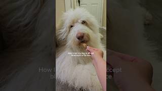 How to train dog to accept blow dryer  Grooming dogtraining grooming fluffydog [upl. by Hsivat688]