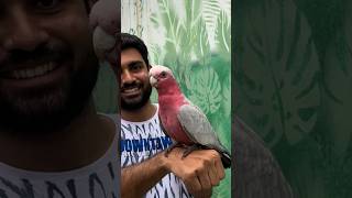 Meet the Galah Cockatoo Parrot at Indore Zoo [upl. by Perloff397]