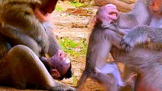 Stop Stop Monkey mother ignored to give a hug or milk to little baby just pushing baby out [upl. by Ardnaxila]