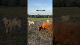 Barnyard Unity ranch barnyard ranchlife farm countryliving cowsarecool farmandranch cows [upl. by Leong878]