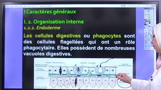 4Biologie des Org Animaux Embranchement des Cnidaires [upl. by Eimme148]