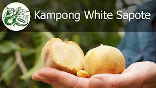 The Kampong White Sapote is self fertile and produces and abundant crop of sweet tasty fruit [upl. by Claude]