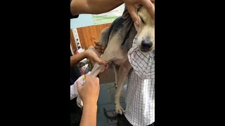 treatment sick dog and cat vaccine [upl. by Ludovico]