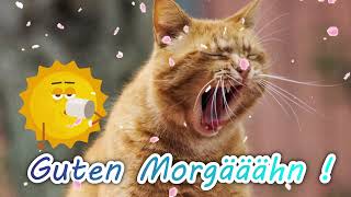 Guten Morgääähn❤️🌞😺  Lustiger Guten Morgen Gruß  Schöne Grüße von Andrea [upl. by Kavanagh]