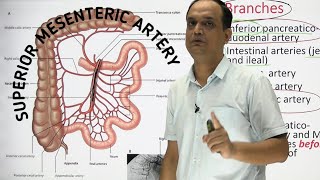 SUPERIOR MESENTERIC ARTERY  ANATOMY [upl. by Hsirrap]