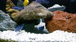 African Cichlids  Demasoni amp Yellow Lab Breeding Colonies  Mbuna [upl. by Belita]